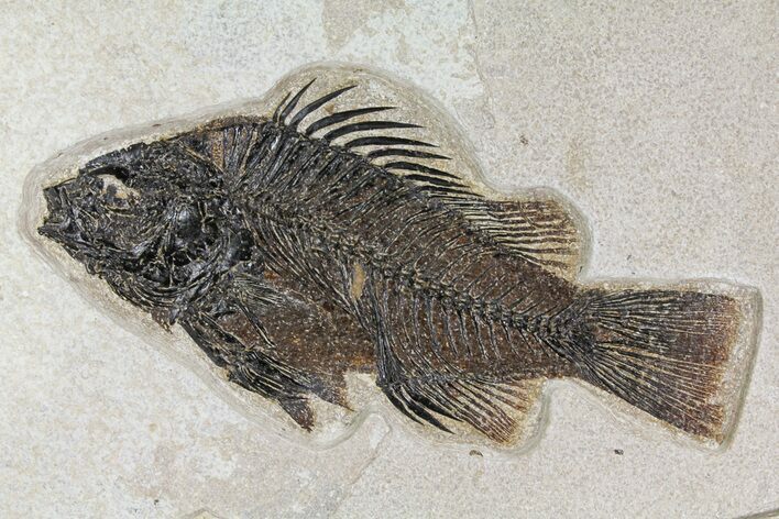 Large, Fossil Fish (Priscacara) - Wyoming #158578